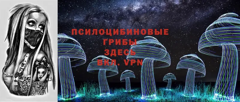 купить наркотик  Дмитриев  Галлюциногенные грибы Psilocybine cubensis 